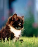 Обои Kitten In Grass 128x160