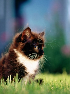 Обои Kitten In Grass 240x320