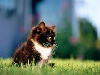 Das Kitten In Grass Wallpaper 320x240