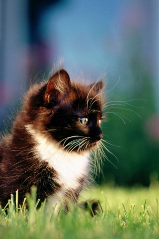Kitten In Grass wallpaper 320x480