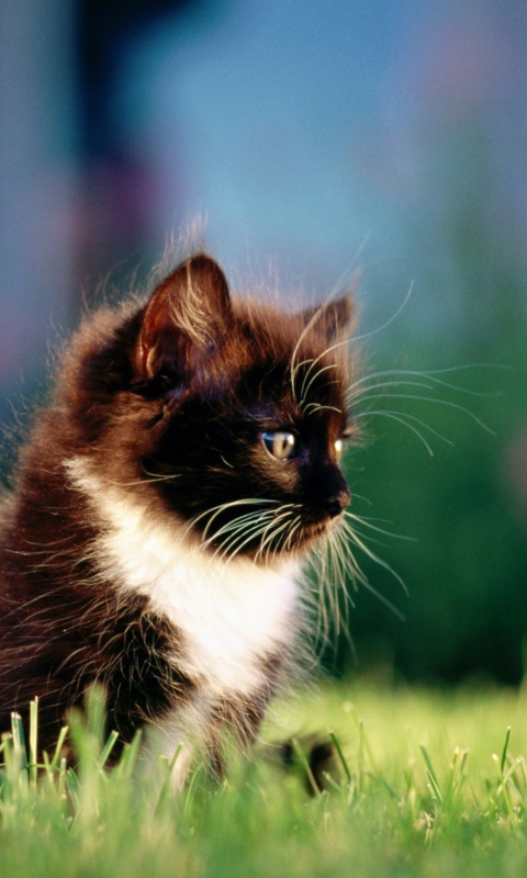 Fondo de pantalla Kitten In Grass 480x800