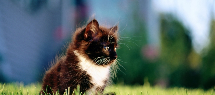 Kitten In Grass screenshot #1 720x320