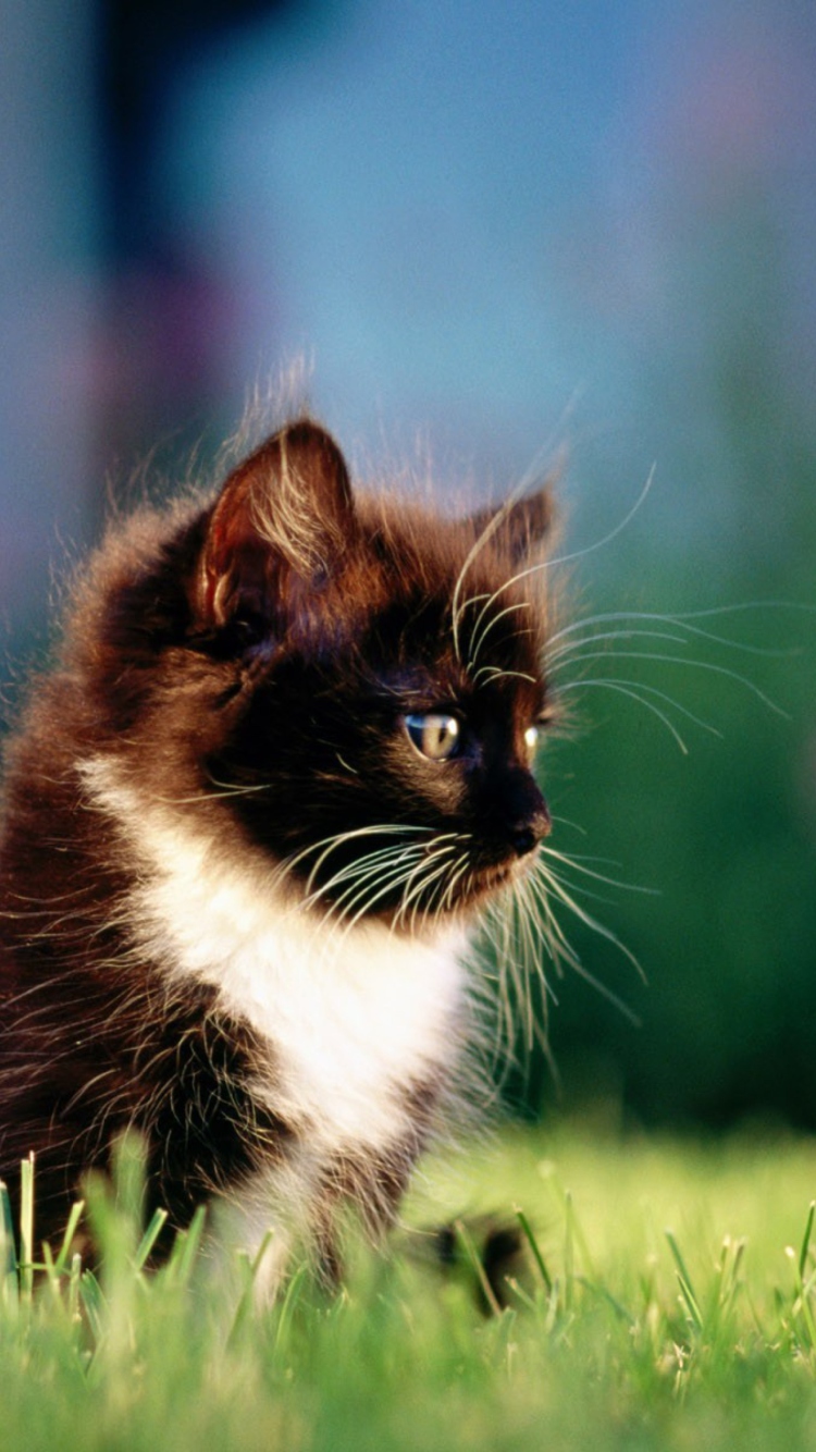 Fondo de pantalla Kitten In Grass 750x1334