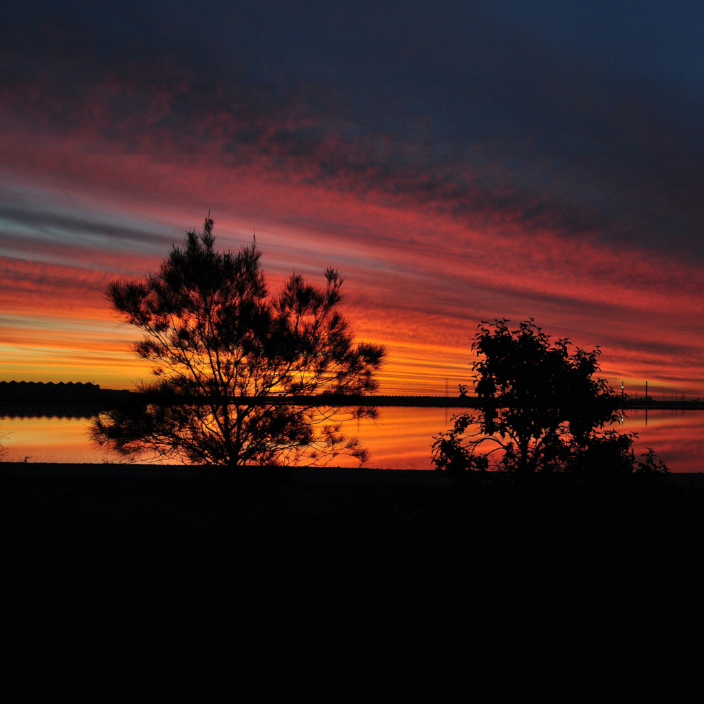 Обои Red Sunset And Dark Tree Silhouettes 1024x1024