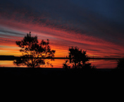 Red Sunset And Dark Tree Silhouettes wallpaper 176x144