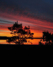 Red Sunset And Dark Tree Silhouettes screenshot #1 176x220
