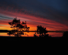 Red Sunset And Dark Tree Silhouettes wallpaper 220x176