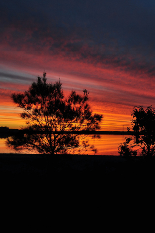 Fondo de pantalla Red Sunset And Dark Tree Silhouettes 320x480