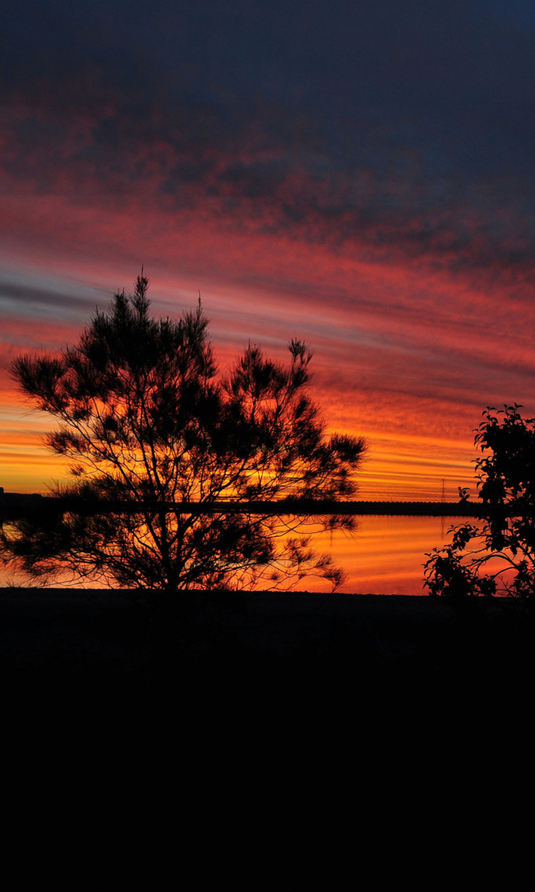 Fondo de pantalla Red Sunset And Dark Tree Silhouettes 768x1280