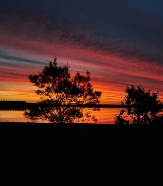 Red Sunset And Dark Tree Silhouettes - Obrázkek zdarma pro Nokia Lumia 1020