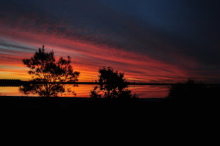 Red Sunset And Dark Tree Silhouettes Wallpaper for Android, iPhone and iPad