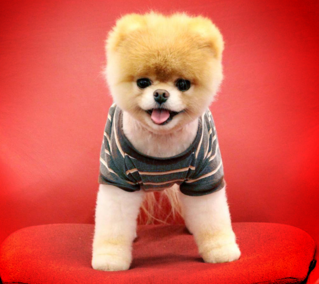 Das Cutest Puppy Wallpaper 1080x960