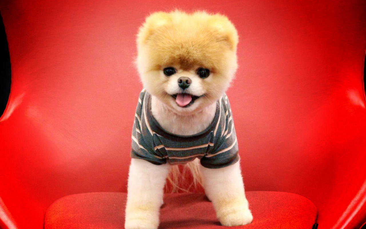 Das Cutest Puppy Wallpaper 1280x800
