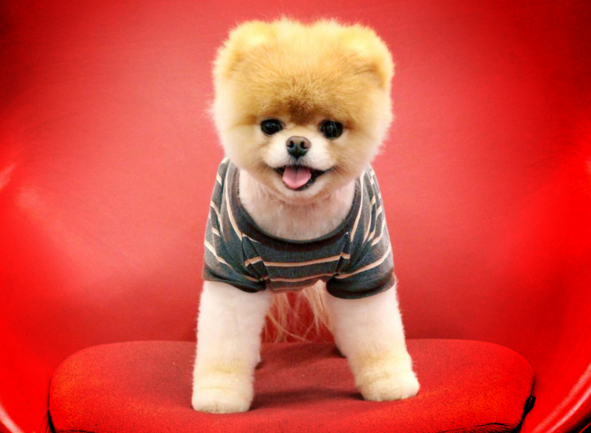 Screenshot №1 pro téma Cutest Puppy 1920x1408