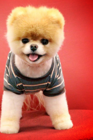 Cutest Puppy screenshot #1 320x480