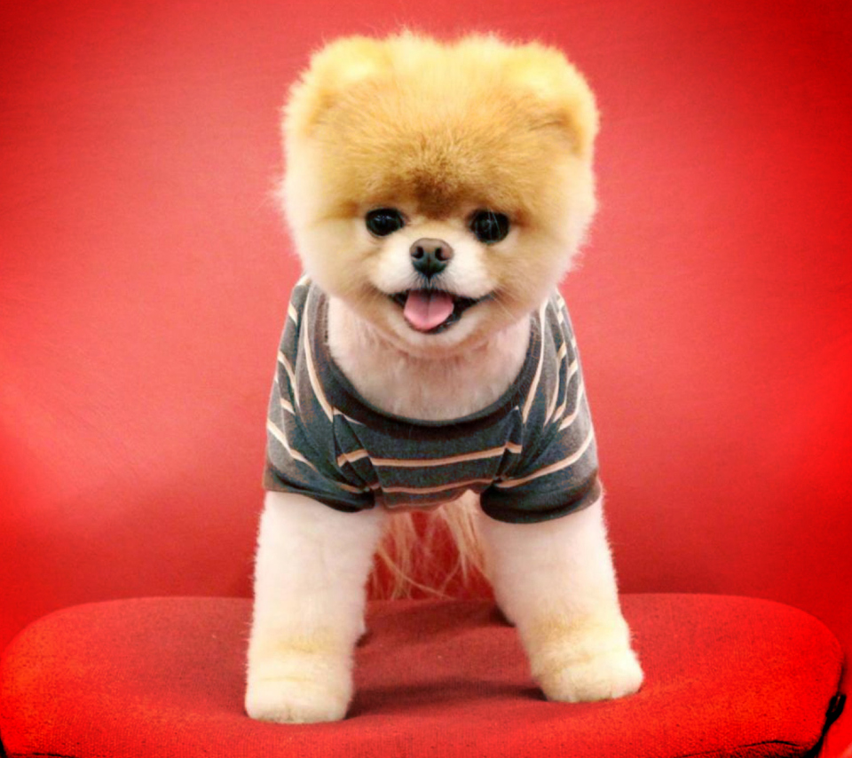 Das Cutest Puppy Wallpaper 960x854