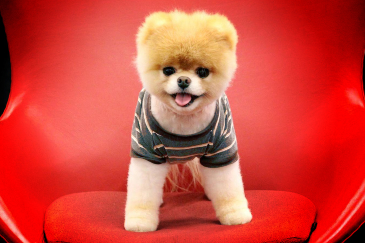 Fondo de pantalla Cutest Puppy
