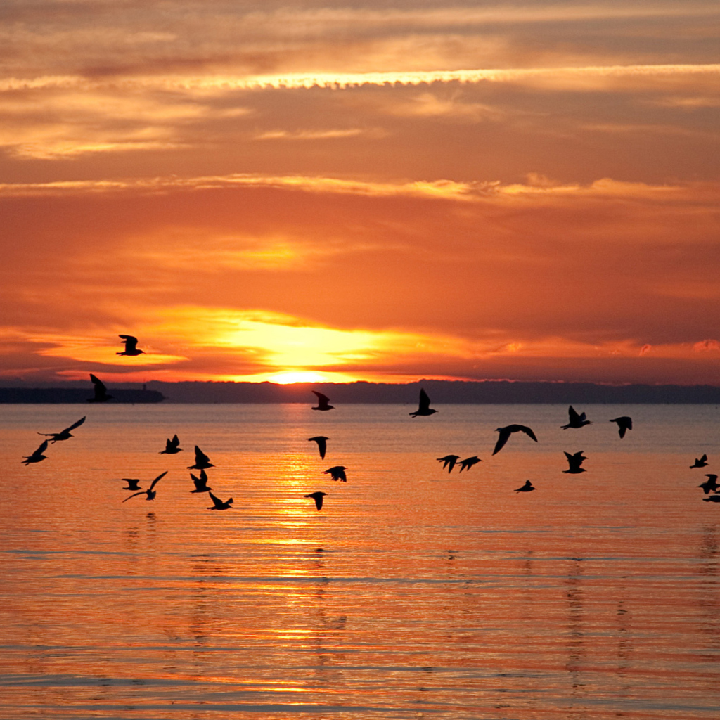 Sea Sunset screenshot #1 1024x1024