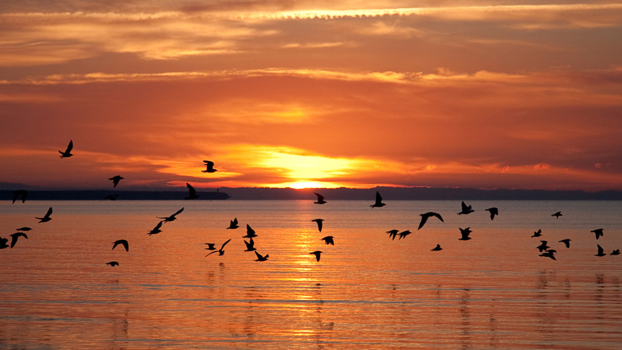Sea Sunset screenshot #1 1280x720