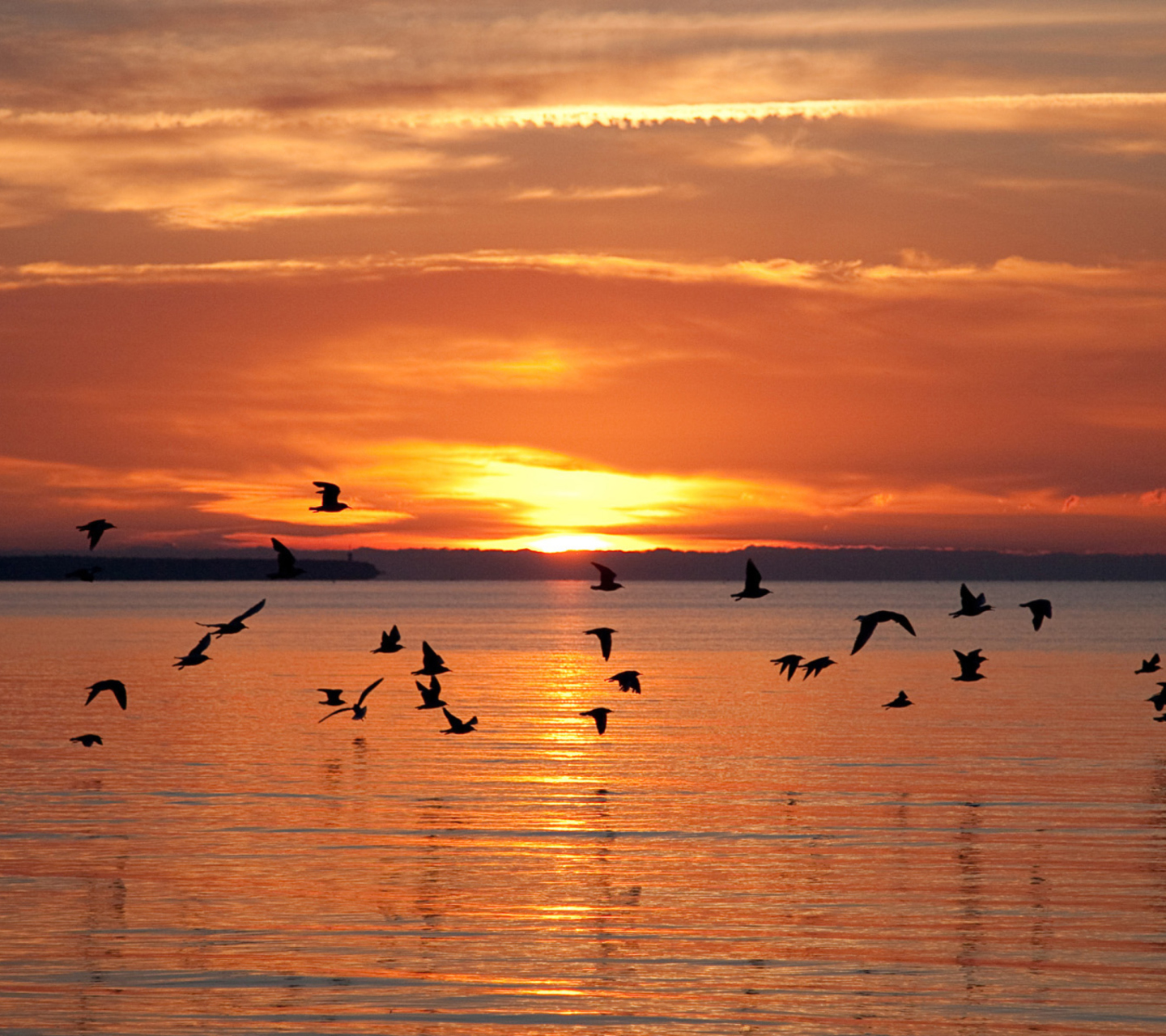 Sfondi Sea Sunset 1440x1280