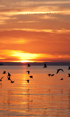 Sea Sunset screenshot #1 240x400
