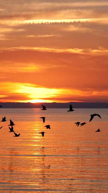 Sea Sunset screenshot #1 360x640