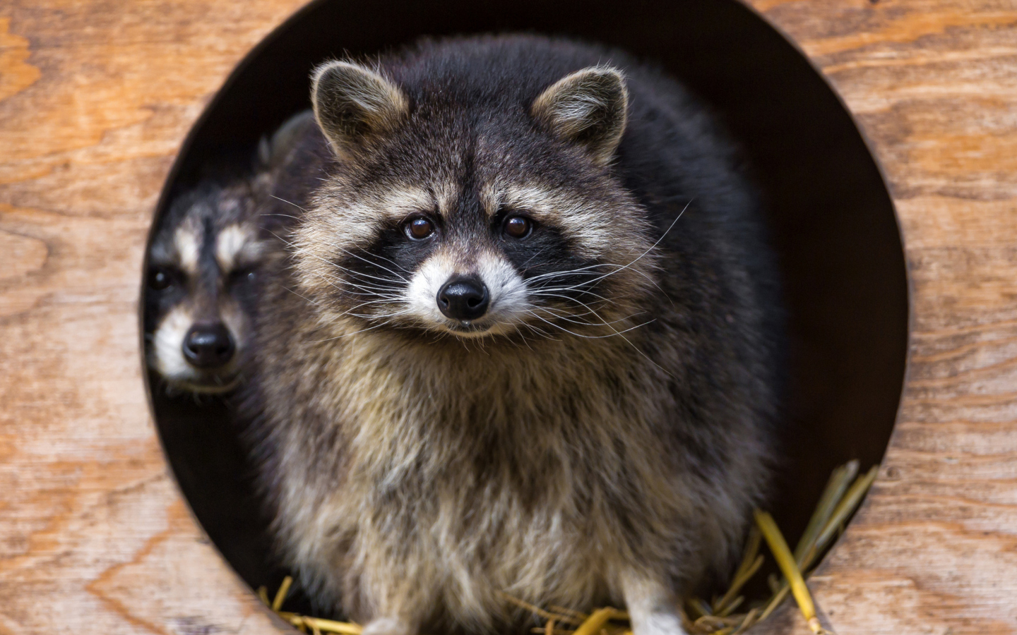 Funny Raccoon wallpaper 1440x900
