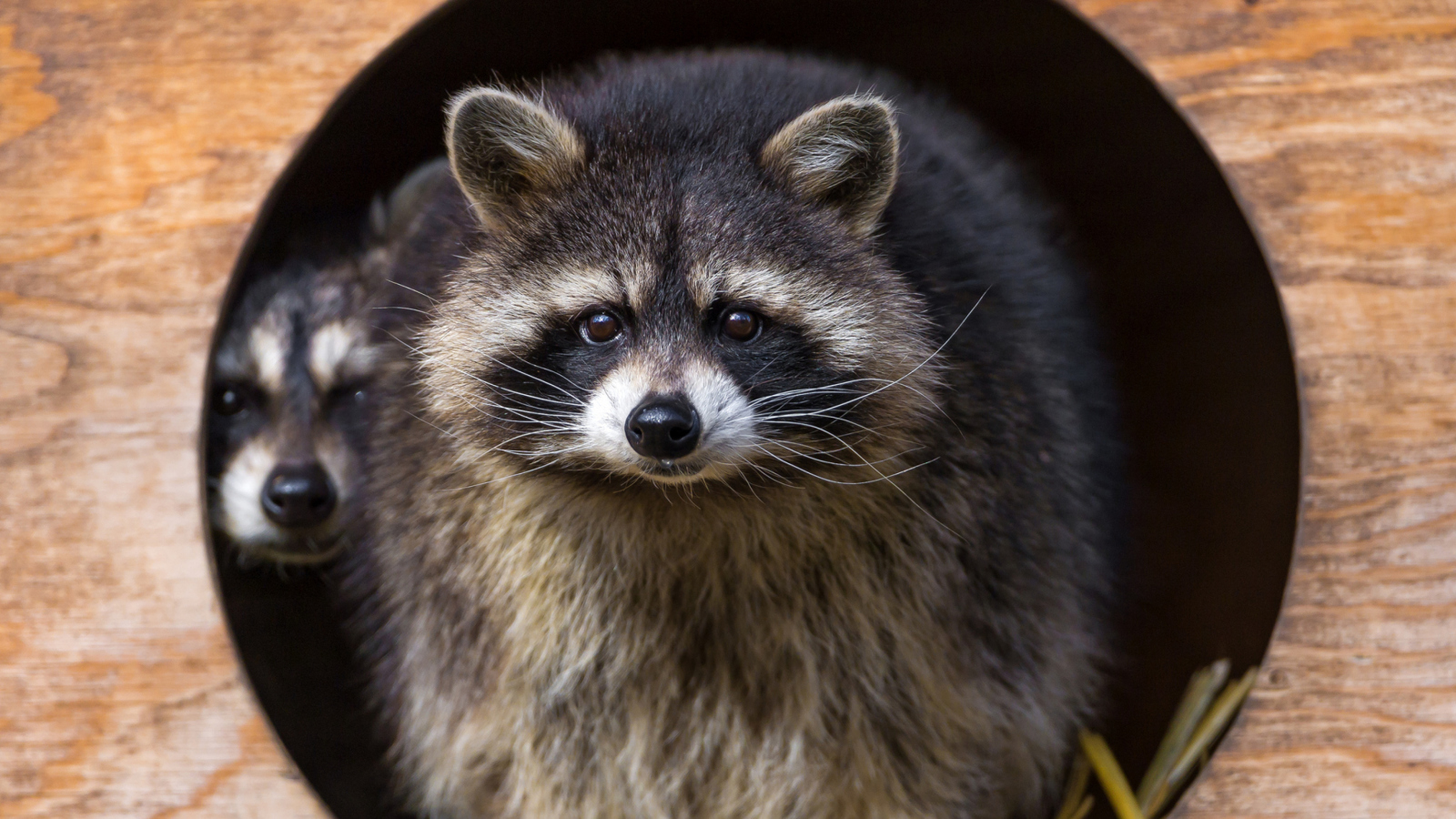 Sfondi Funny Raccoon 1600x900