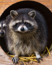 Обои Funny Raccoon 176x220