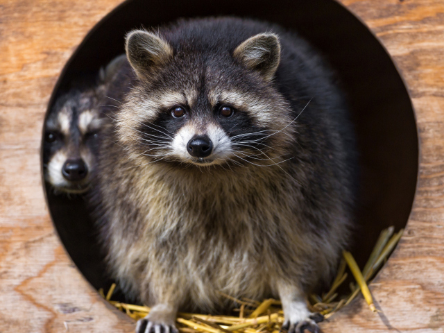 Обои Funny Raccoon 640x480
