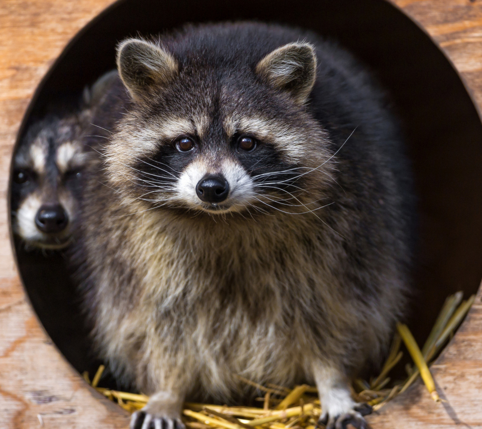 Funny Raccoon wallpaper 960x854