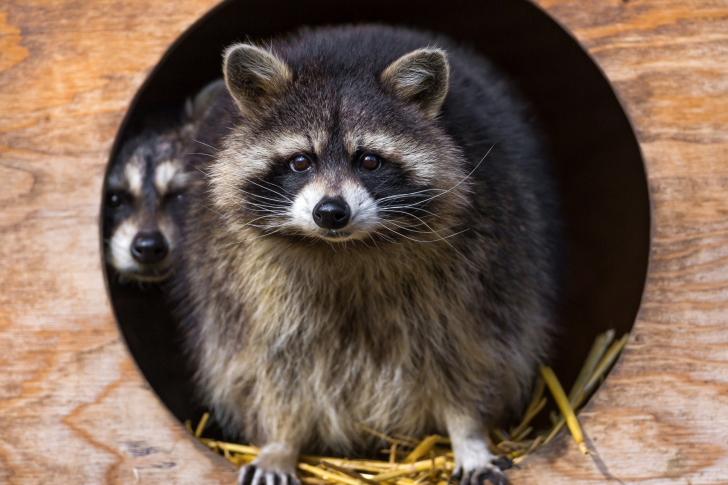 14 Raccoon wallpapers ideas  raccoon animal art raccoon art