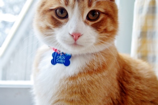 Cute Pet - Obrázkek zdarma pro Sony Xperia M