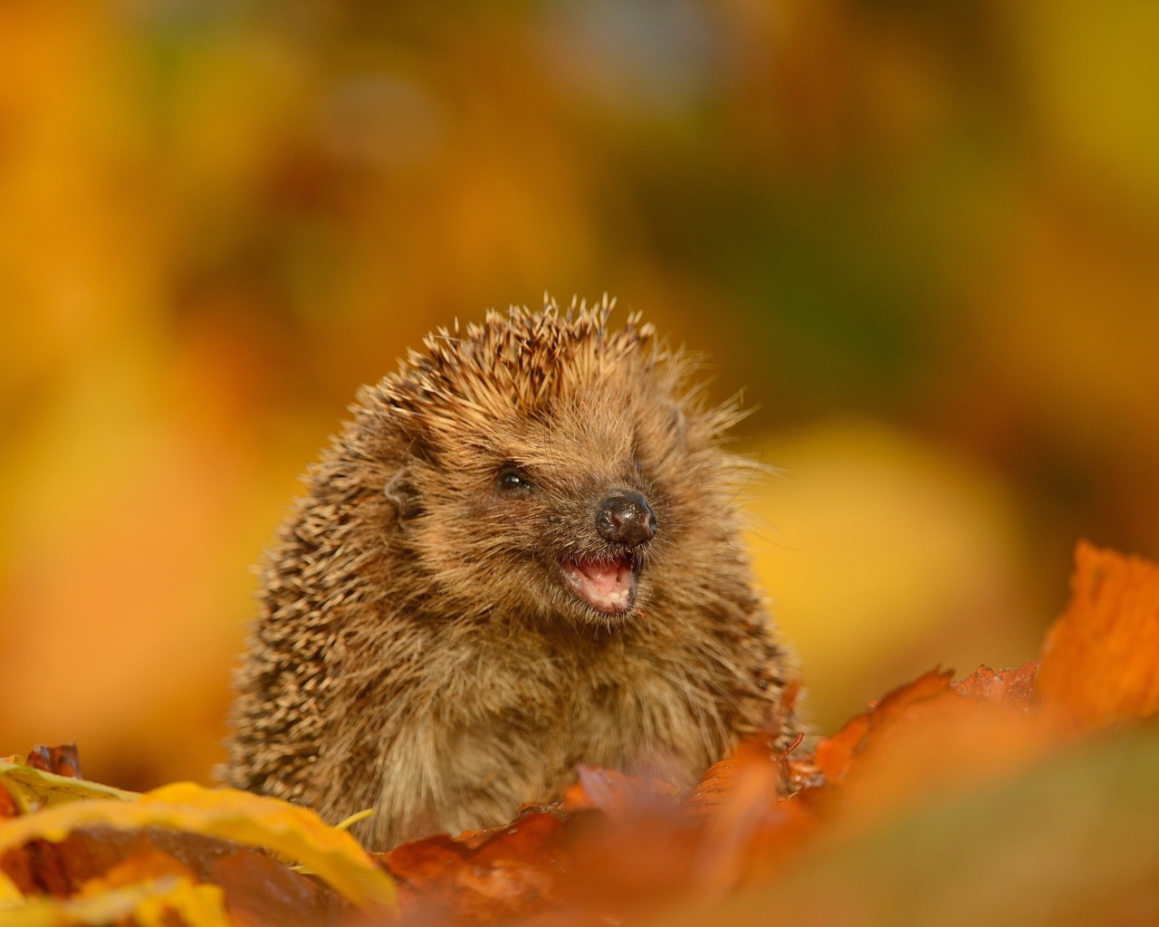 Das Hedgehog in Autumn Leaves Wallpaper 1280x1024