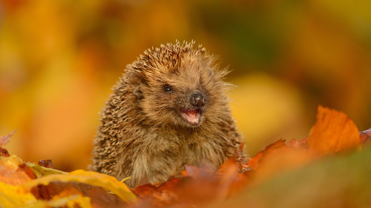 Обои Hedgehog in Autumn Leaves 1280x720