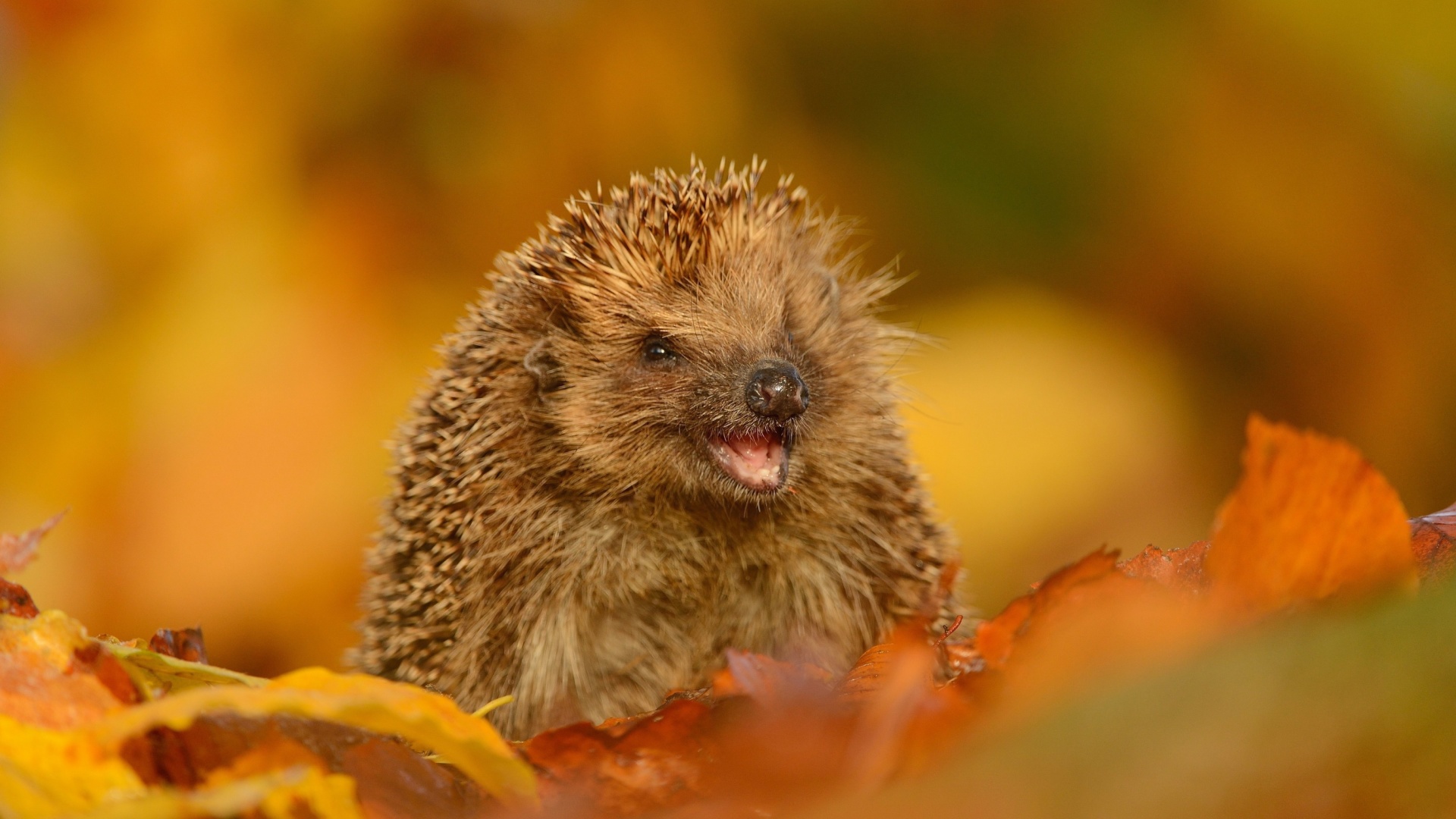 Hedgehog in Autumn Leaves wallpaper 1920x1080