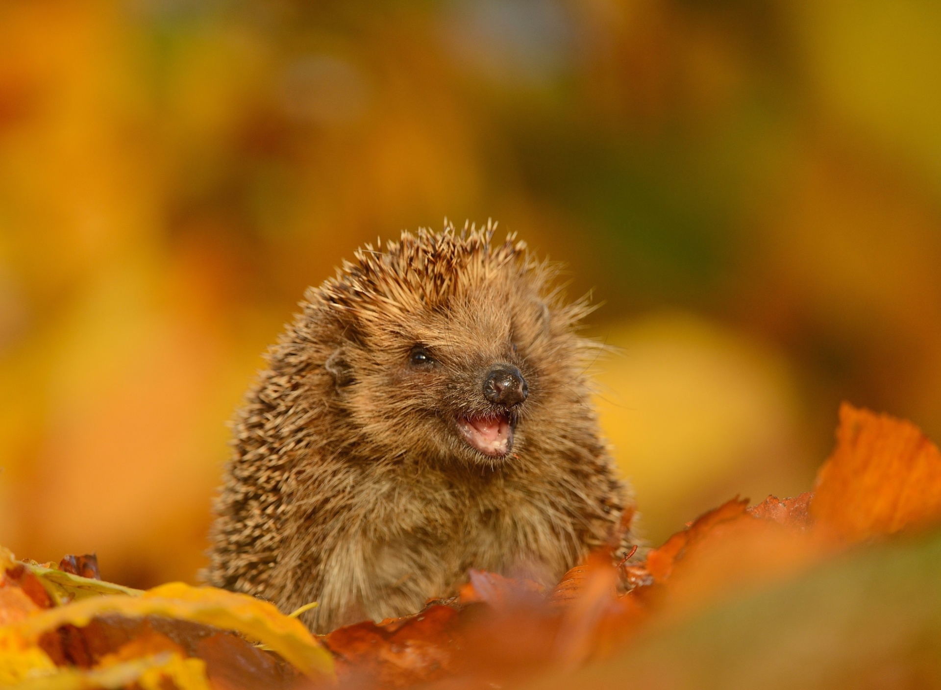 Sfondi Hedgehog in Autumn Leaves 1920x1408