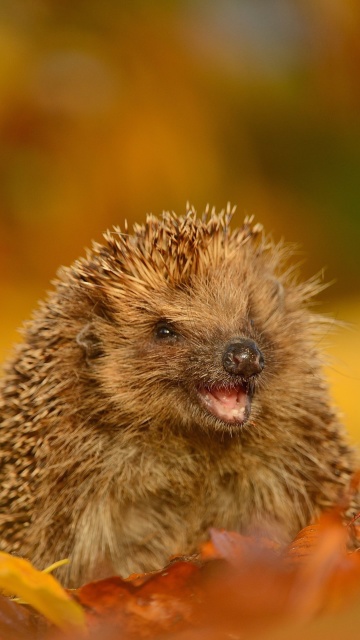 Hedgehog in Autumn Leaves wallpaper 360x640