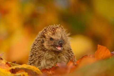 Hedgehog in Autumn Leaves wallpaper 480x320