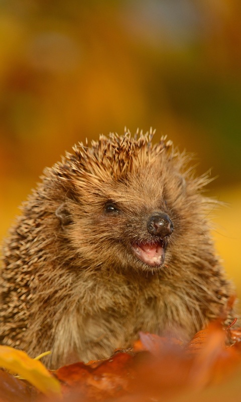 Sfondi Hedgehog in Autumn Leaves 480x800