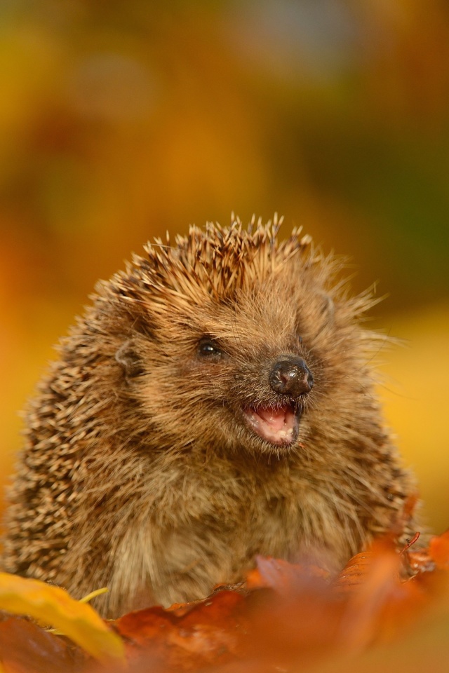 Hedgehog in Autumn Leaves wallpaper 640x960