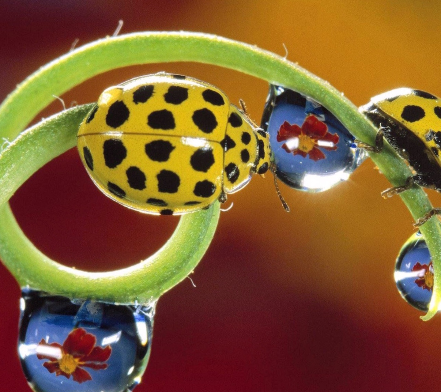Sfondi Yellow Ladybird 1440x1280