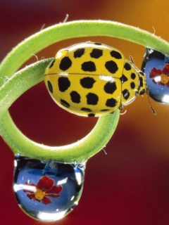 Sfondi Yellow Ladybird 240x320