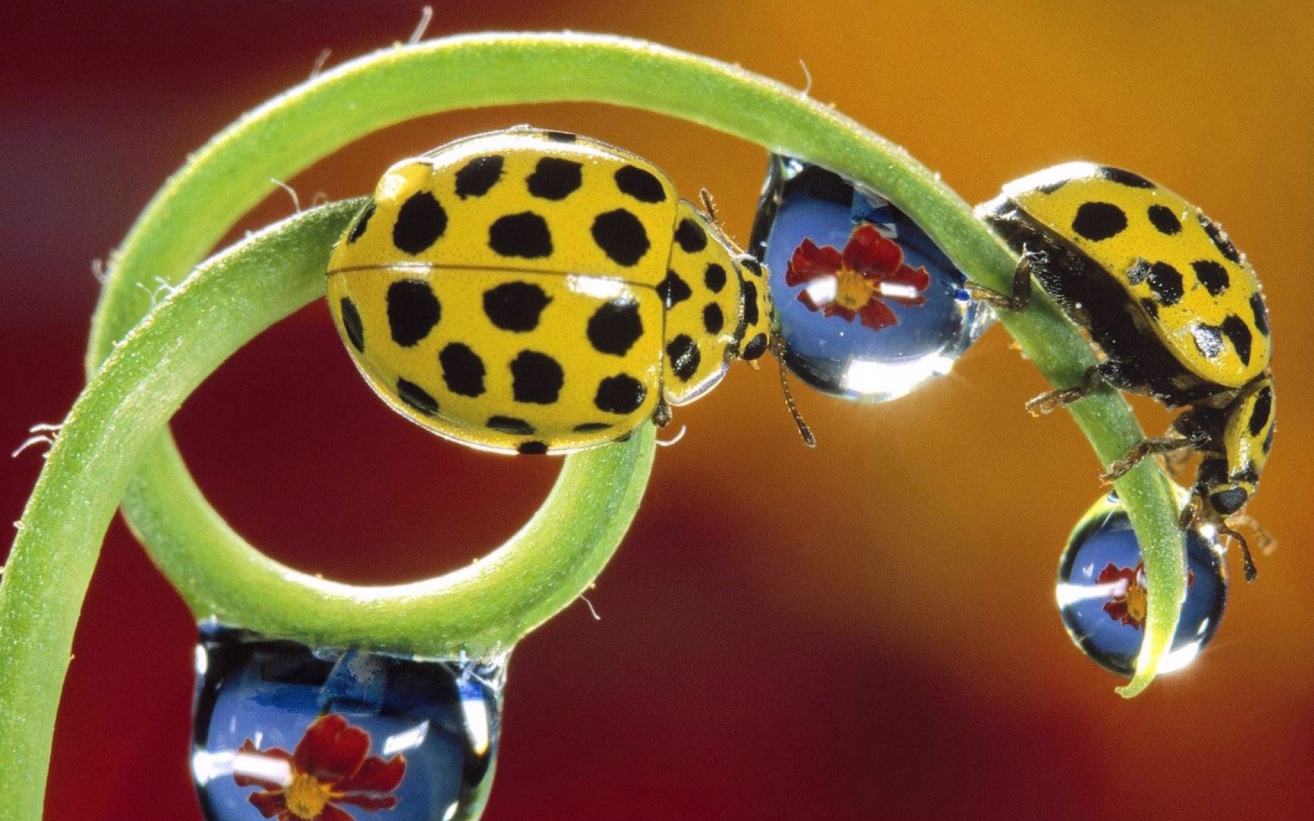 Обои Yellow Ladybird 2560x1600