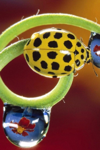 Yellow Ladybird screenshot #1 320x480
