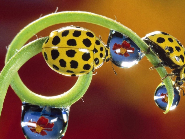 Fondo de pantalla Yellow Ladybird 640x480