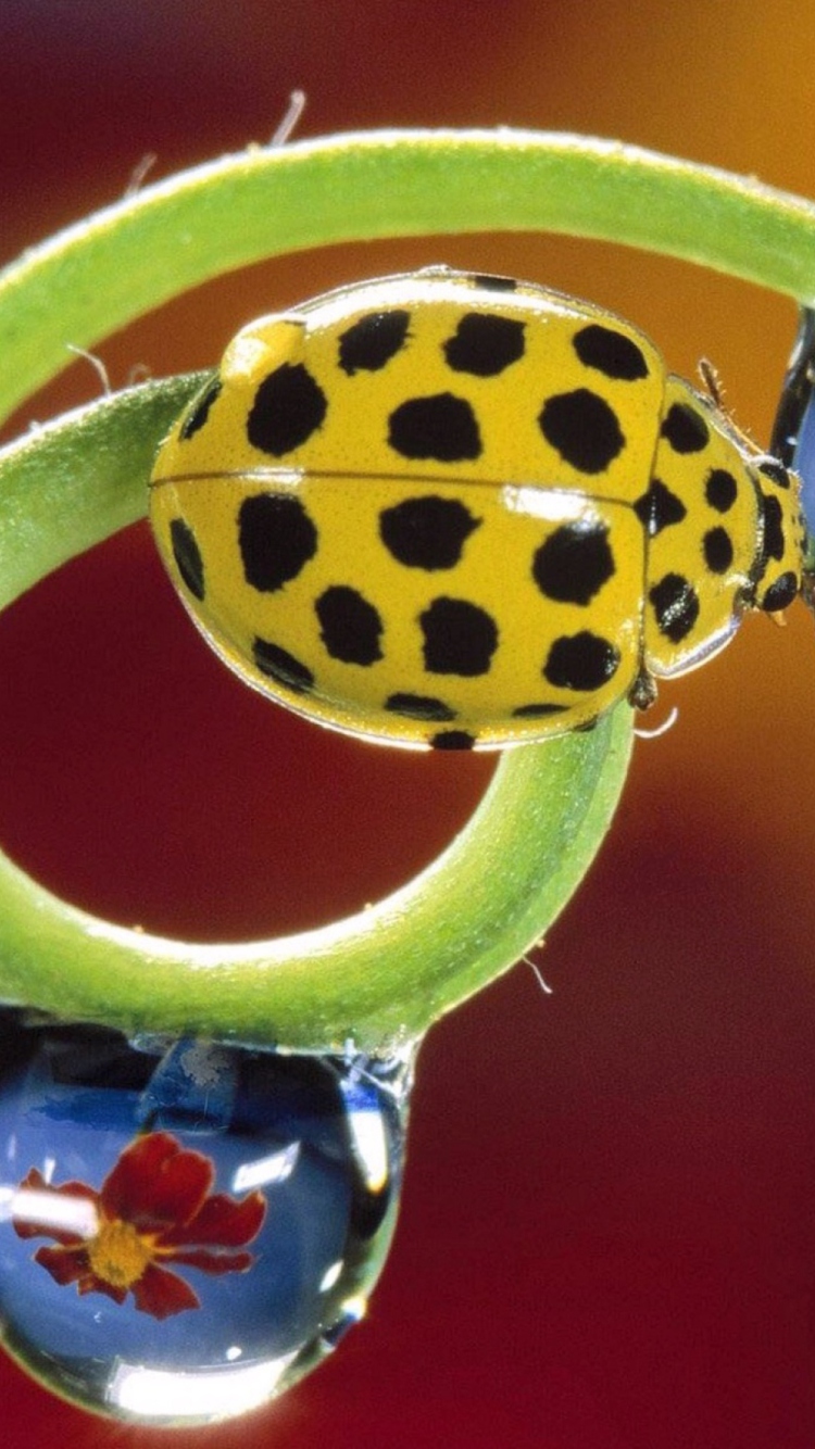 Sfondi Yellow Ladybird 750x1334