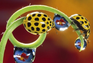 Free Yellow Ladybird Picture for Android, iPhone and iPad
