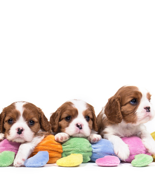 The Cavalier King Charles Spaniel Picture for 768x1280