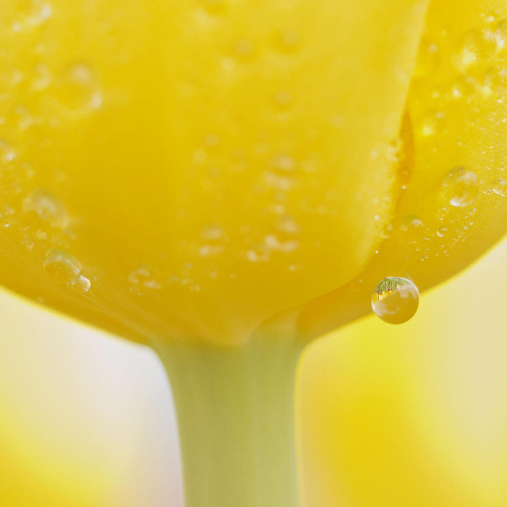 Das Macro Yellow Water Drops Wallpaper 1024x1024